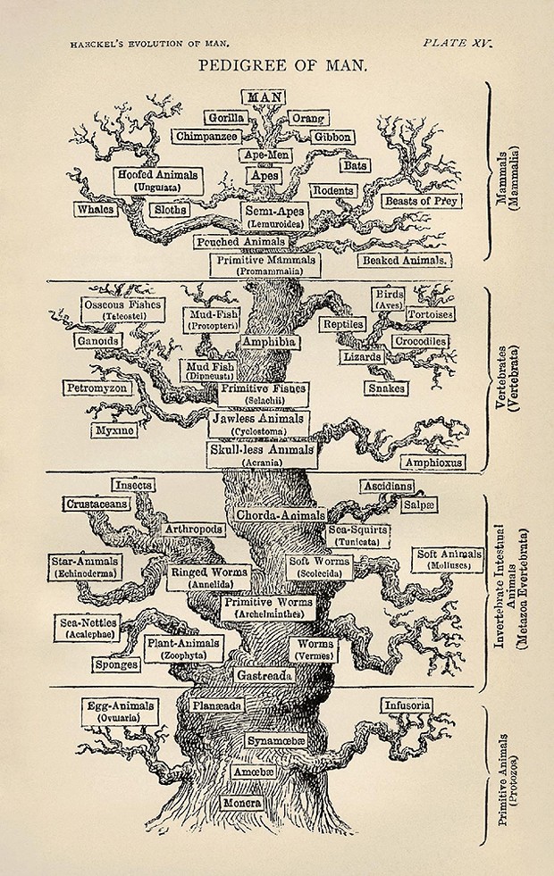 German zoologist Ernst Haeckel's "Tree of Life," from his 1879 book The Evolution of Man. Like most of his peers at the time, he considered humans the pinnacle of evolution.
