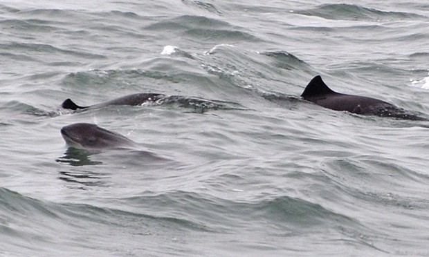 Harbor porpoises in the Humboldt Bay entrance channel.