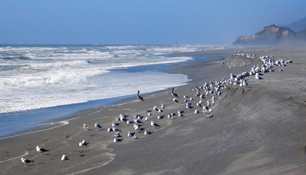 Birds awaiting the next wave of surf smelt.
