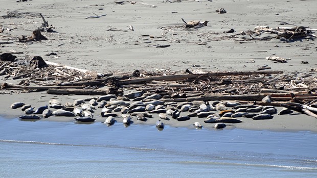 Harbor seals hauled out near wood.