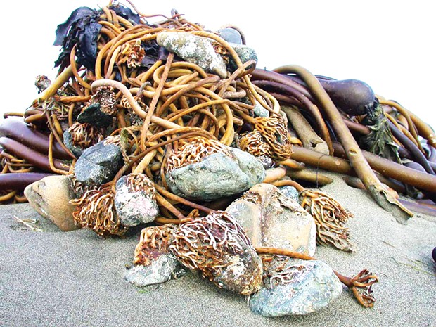 Cobbles transported to shore by bull kelp holdfasts.