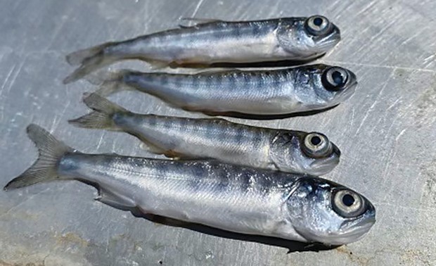 A fast-spreading disease is killing nearly all of the juvenile salmon on the Klamath River.