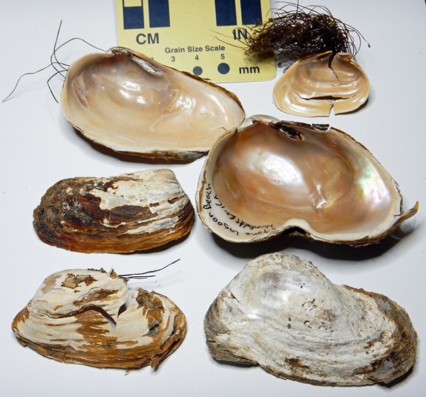 Northwest ugly clam shells.