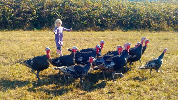 Shail Pec-Crouse's daughter Phyllite herds turkeys &mdash; a cross of Bourbon red and royal palm birds &mdash; at Tule Fog Farm.