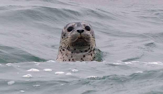 A harbor seal pops up at the North Jetty.