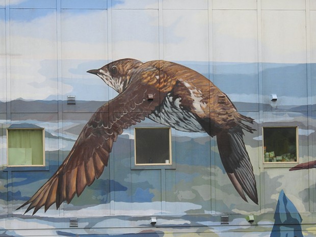 A detail from Lucas Thornton's mural "A Marvelous Mural of Marbled Murrelets" on the Arcata Bay Crossing building.