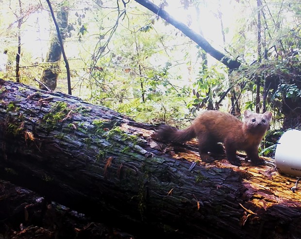 A Humboldt marten caught by a trail camera at Blue Creek Salmon Sanctuary.