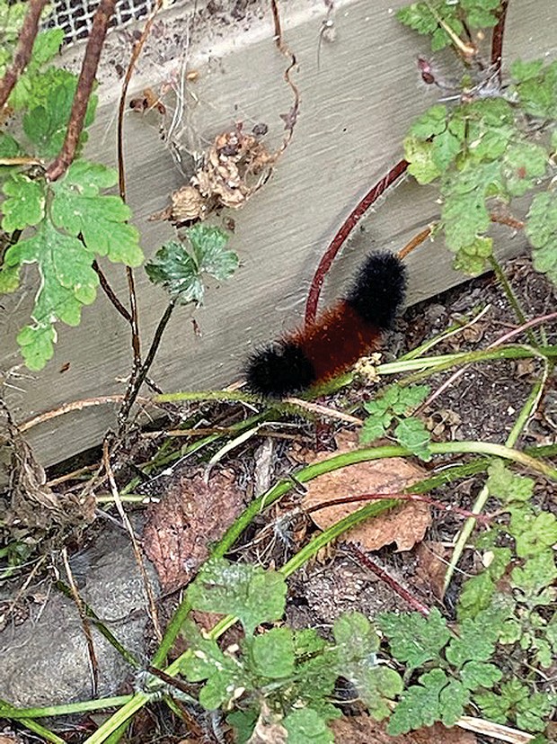 The friendly wooly banded bear caterpillar, harbinger of cool weather, tells us it's time to tidy up.