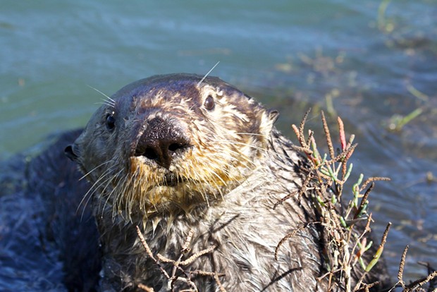 A territorial male sea otter in Moss Landing forages for shore crabs in the pickleweed. USFW notes this photo was taken by a trained wildlife biologist using a 400 mm lens from more than 60 feet, the minimum distance recommended to avoid disturbing the animals.