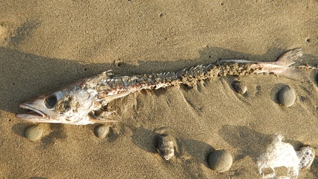 A Pacific hake skeleton.