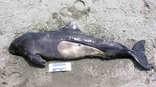 A Dall's porpoise infant at Gold Bluffs Beach.