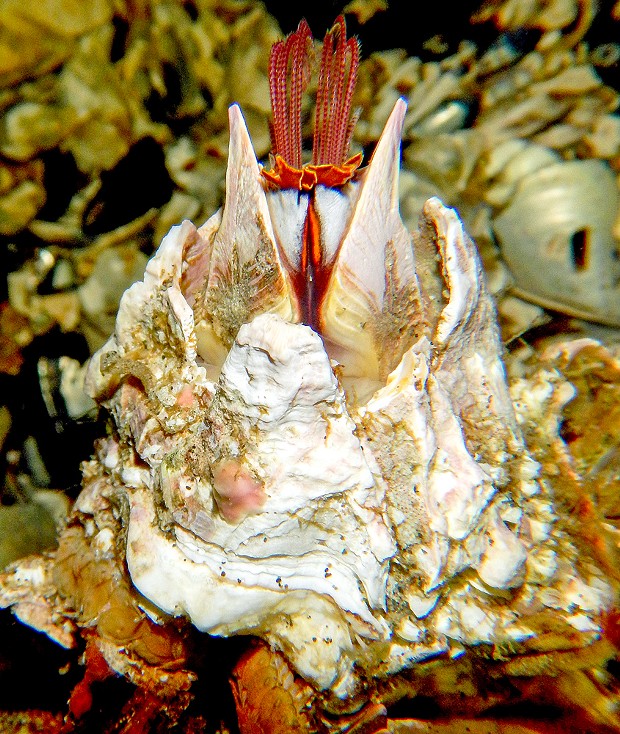 A giant acorn barnacle opening up.