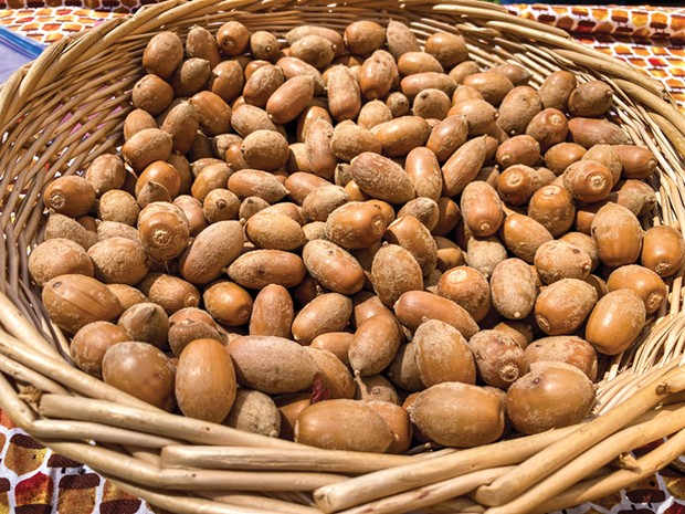 Acorns, a traditional staple of local Indigenous peoples' diets on the North Coast.