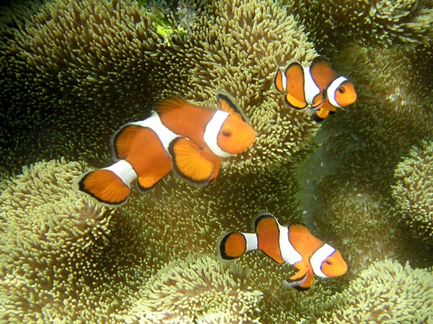 Sequential hermaphroditism: All clownfish start out as male but the largest fish in a group become female.