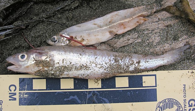 Pacific tomcod found in a lancetfish.