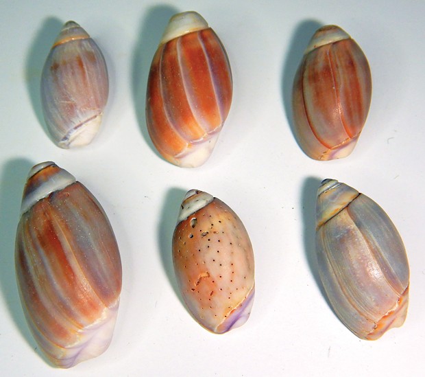 Various colors of purple olive shells.