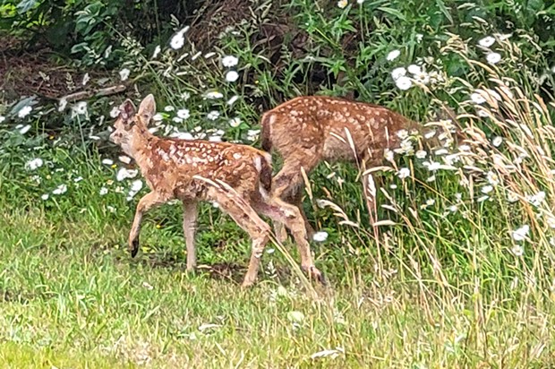 Cloven-hooved demon spawn, aka, garden-raiding deer.