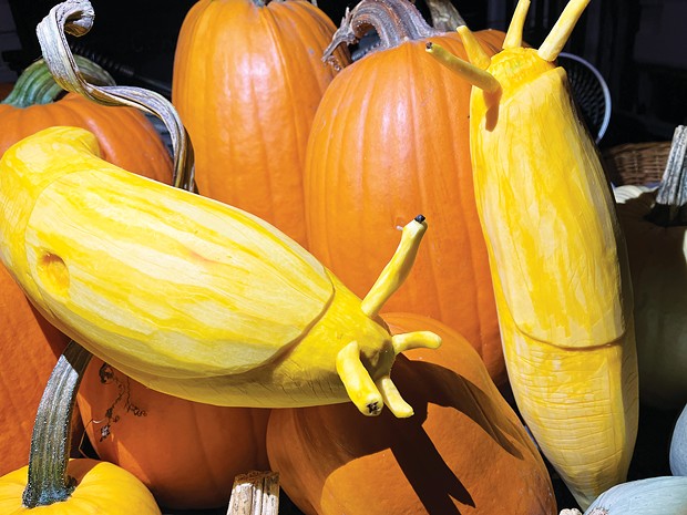 Slugs go from pumpkin to banana.