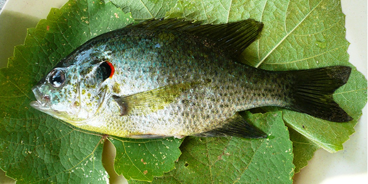 3 Ways to Fillet a Bluegill That Every Panfish Angler Should Know