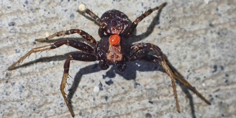 Even dedicated predators like this running spider have parasites like the red mite between its eyes.