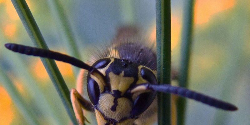 This yellow jacket didn't seem to mind getting right down into her face.