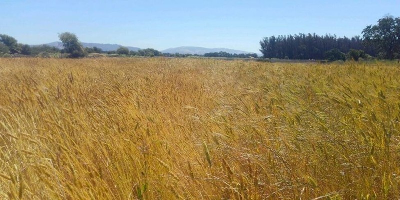 Akmolinka (left) and Sonora (right) wheat growing on Mai Nguyen’s farm in Sebastopol, California.