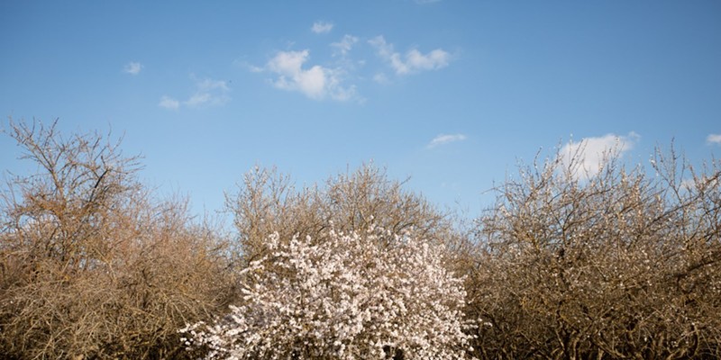 Almond trees begin to blossom in Shafter on Feb 16, 2021. Almonds come from the pits of drupes which is the fruit grown from almond trees. They are in the same classification as peach trees.