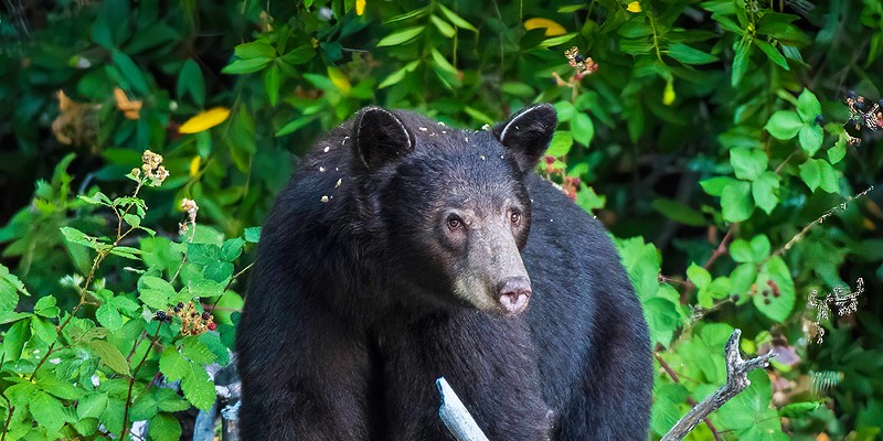 Talia Rose Images A black bear tromps through driftwood piled along the South Fork Eel River on Aug. 2, 2021. Photo by Talia Rose