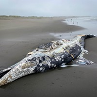Through Mark Larson's Lens April &ndash; A dead young gray whale washed ashore not far from the North Jetty along the Samoa Peninsula in April. Photo by Mark Larson