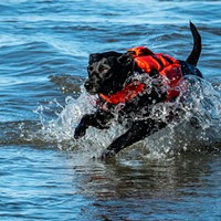 Clam Beach Run 2024 Wearing a life vest, Mike Black's dog Tulley was active at the safety rope crossing at Little River while Black and other members of the Westhaven Volunteer Fire Department volunteered as safety swimmers. Photo by Mark Larson