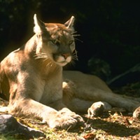 Arcata police are alerting residents and community forest visitors about a mountain lion sighting.