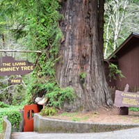 The Living Chimney Tree