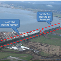 Supes Approve Bay Trail EIR, Eucalyptus Removal but Leave Possibility of Saving the Trees