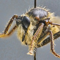 Disintegrating robber fly. It took more than 280 exposures to compile this image.
