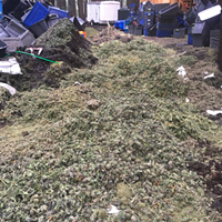 Marijuana bud mounded over a trench which was created by law enforcement to bury and destroy the seized product.
