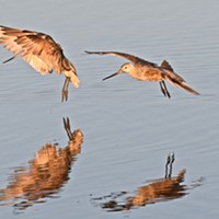 Marbled godwit navigate fishing areas near Klopp Lake at the Arcata Marsh and Wildlife Sanctuary.