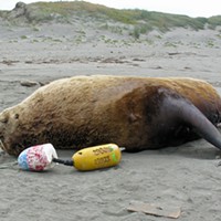 A big, comfy Steller sea lion.