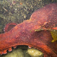 CAP1: A small giant Pacific octopus at Patrick's Point.
