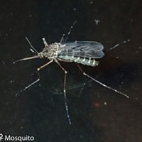 A mosquito skates on the water surface, most likely laying eggs in a pan of water in my backyard.