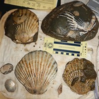 Fossils from the bluffs.