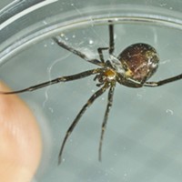 False Black Widow ventral side. Note: no red hourglass.
