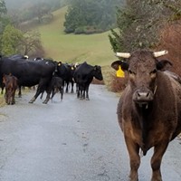Cattle on Old Briceland Road will have to share their grazing ground with impatient travelers later this month.