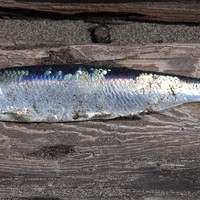 The shiny Pacific herring.