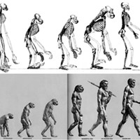 Above: When Thomas Huxley included this illustration in his Evidence as to Man's Place in Nature in 1863, he inadvertently gave us the template for an endless succession of "evolution = progress" T-shirts. Below: "The March of Progress" presents 25 million years of human evolution. This fallacious image was created for the Life Nature Library, published in 1965.
