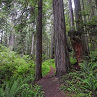 Redwood National and State Parks Close Parking Lots, Recommend Virtual Tours