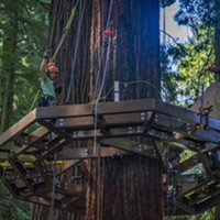 One of the Synergo aerial construction employees paused to wave at walkers on the trail below while installing one of  several Redwood Sky Walk platforms that encircle redwood trees.