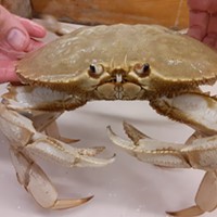 "Butters," a rare albino crab, has a new home at the HSU Marine Lab.