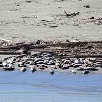 Harbor seals hauled out near wood.