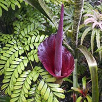 Amorphophallus konjac, the “corpse flower."