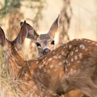 Don't take the fawns.